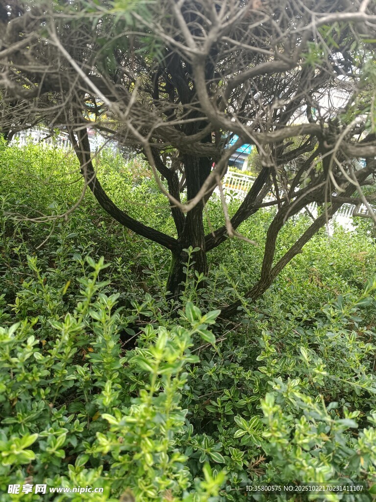 荒野中枯树与繁茂绿植