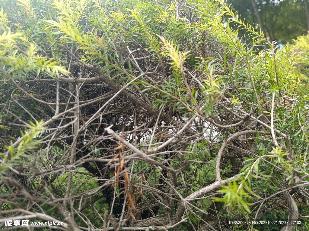 茂密绿植中的繁茂枝叶