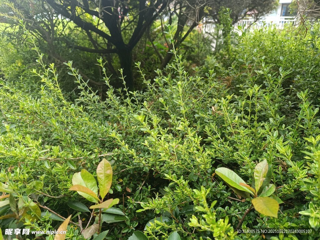 繁茂绿植景观