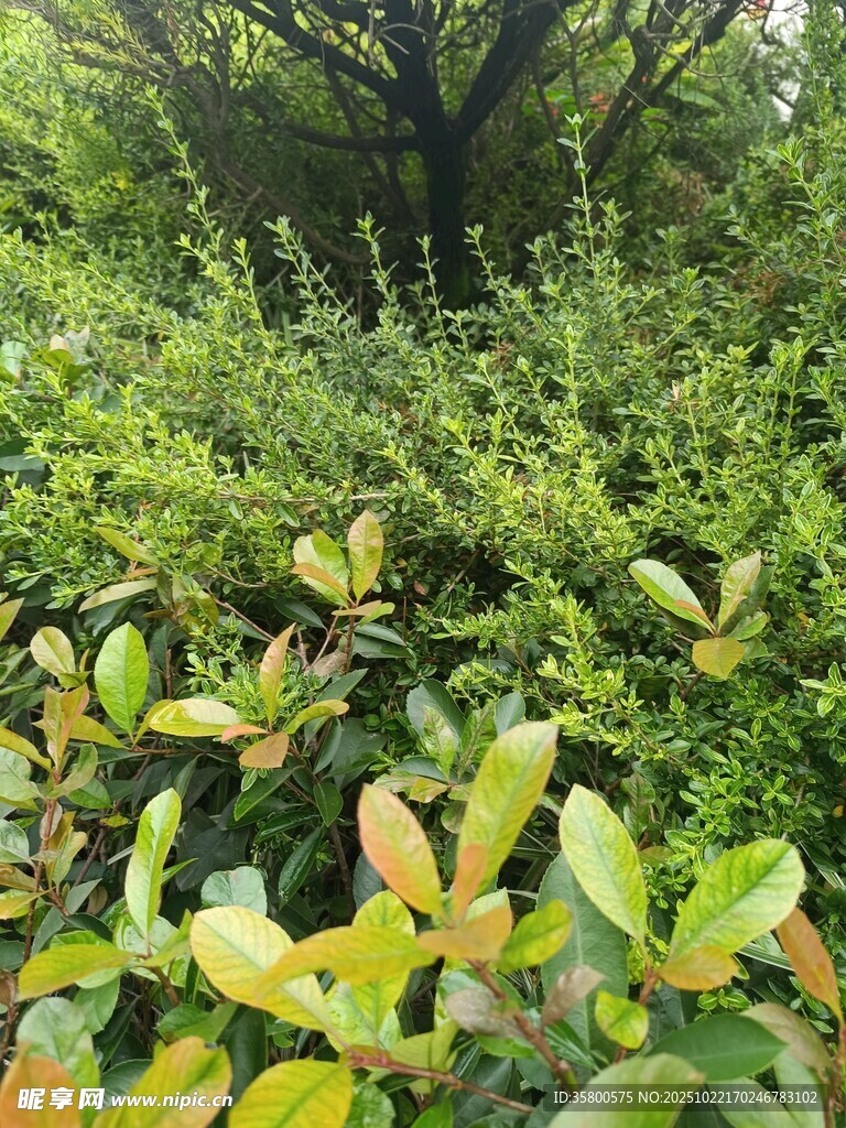 绿意盎然的植物景观