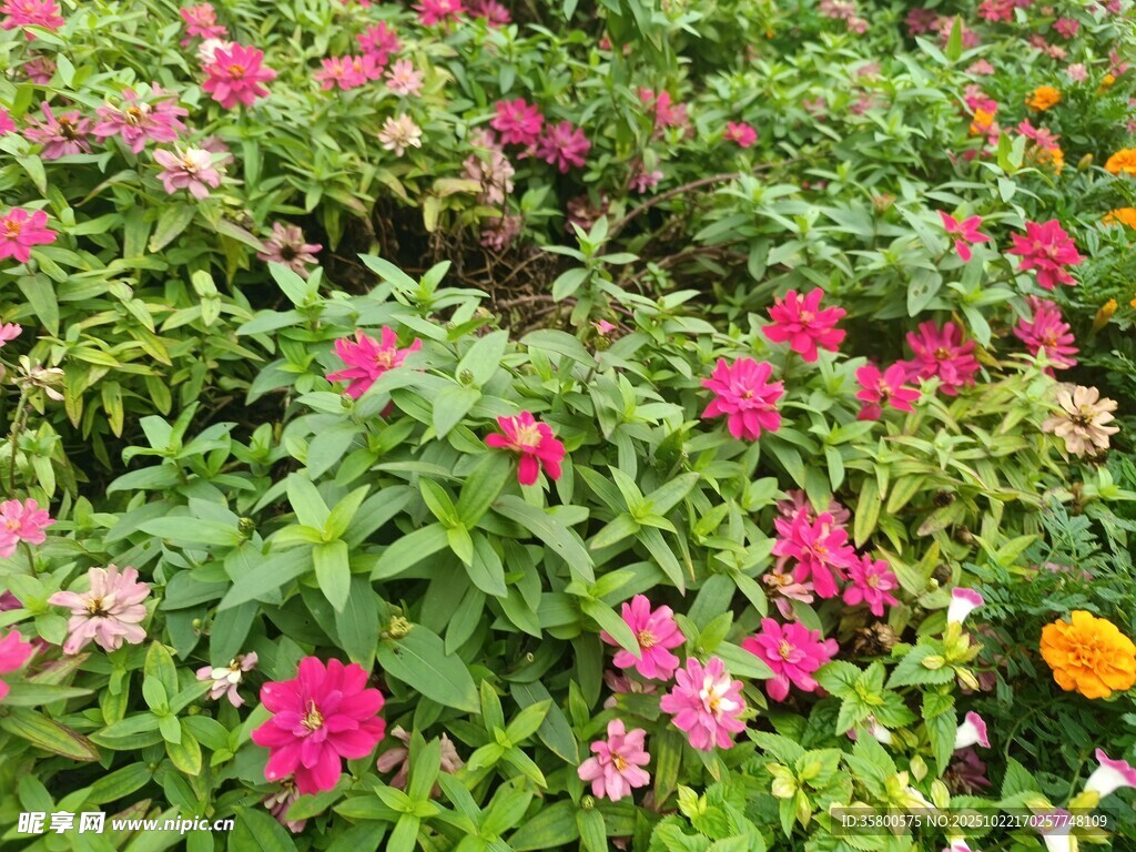 缤纷花卉绽放美丽花田