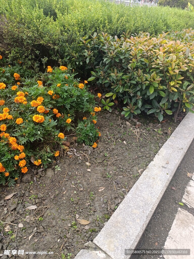 路边绽放的多彩花卉