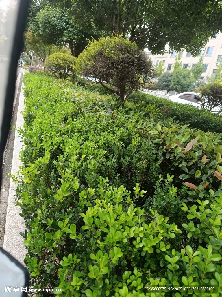 窗外绿意盎然的灌木丛