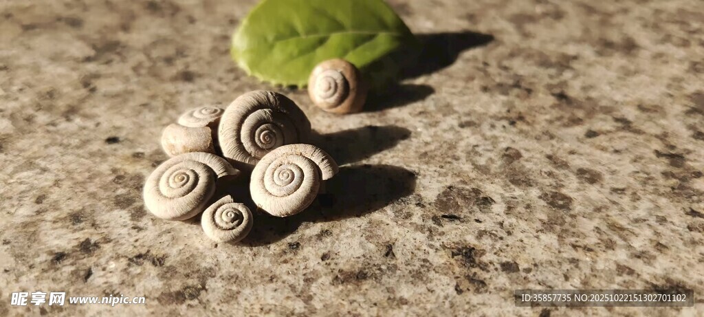 生命的旋律