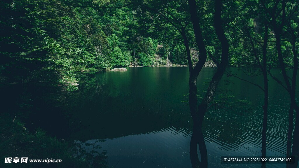 静谧森林中的幽美湖水