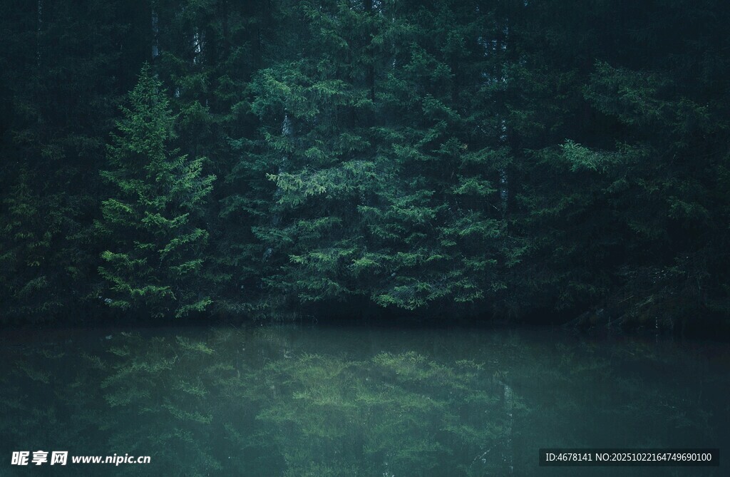 静谧森林中的幽深水景