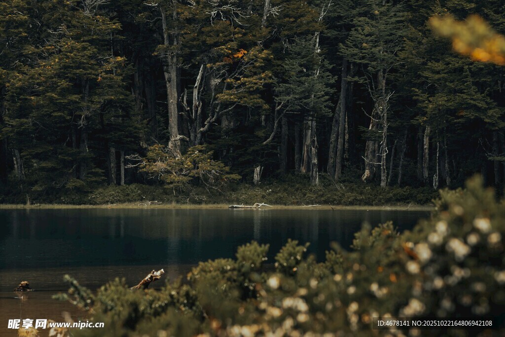 森林湖畔美景