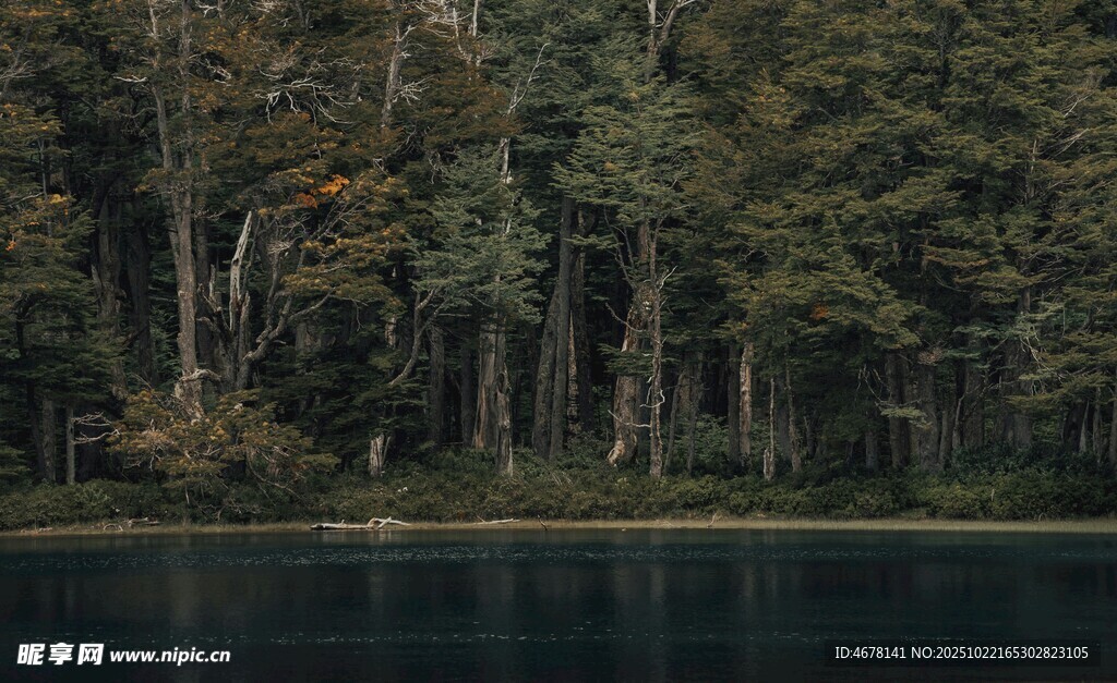 湖畔森林静谧美景