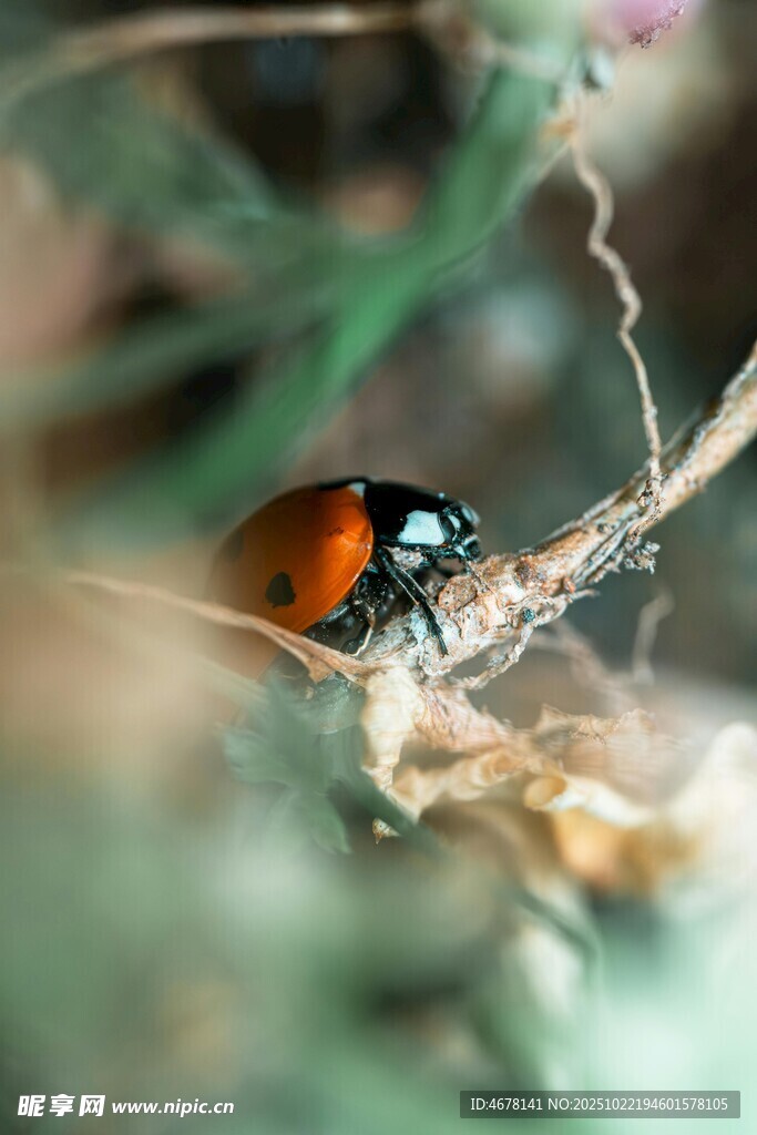 绿叶间的甲虫特写
