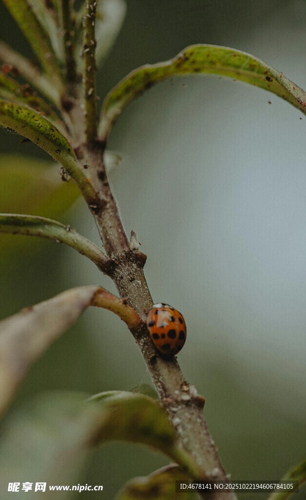 树枝上的小甲虫