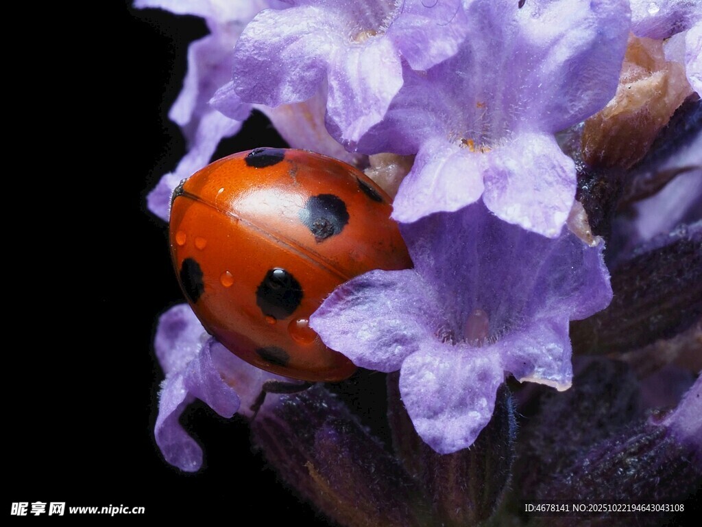 紫花上的瓢虫