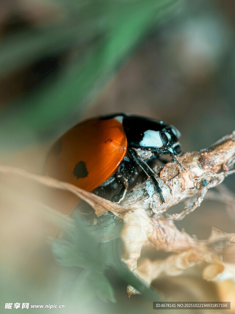 微距下的瓢虫特写