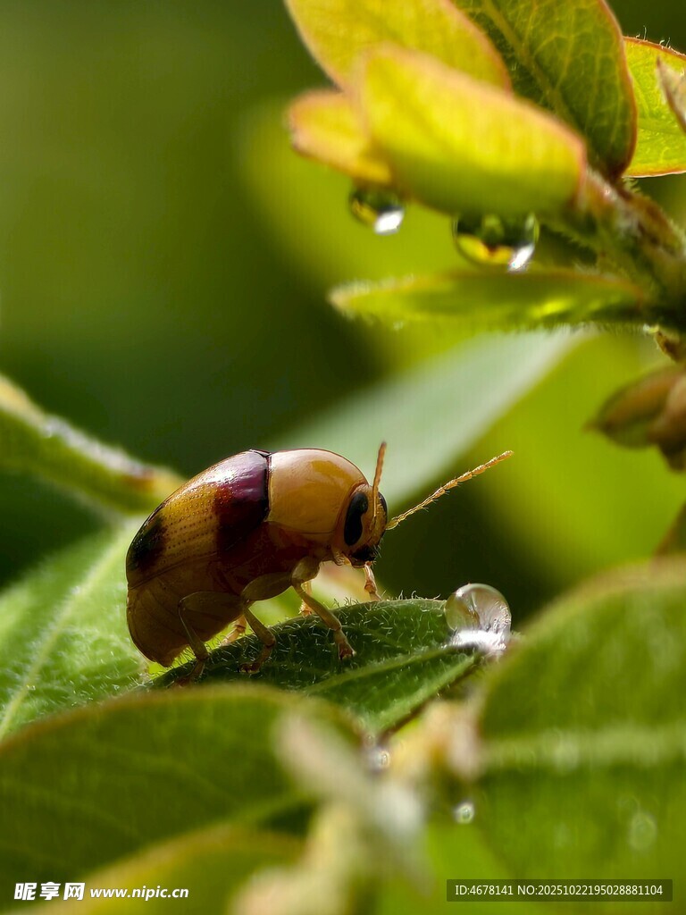 绿叶上的多彩甲虫