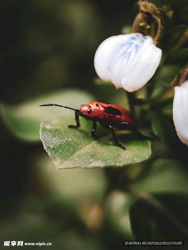 红甲虫栖息于绿叶白花间