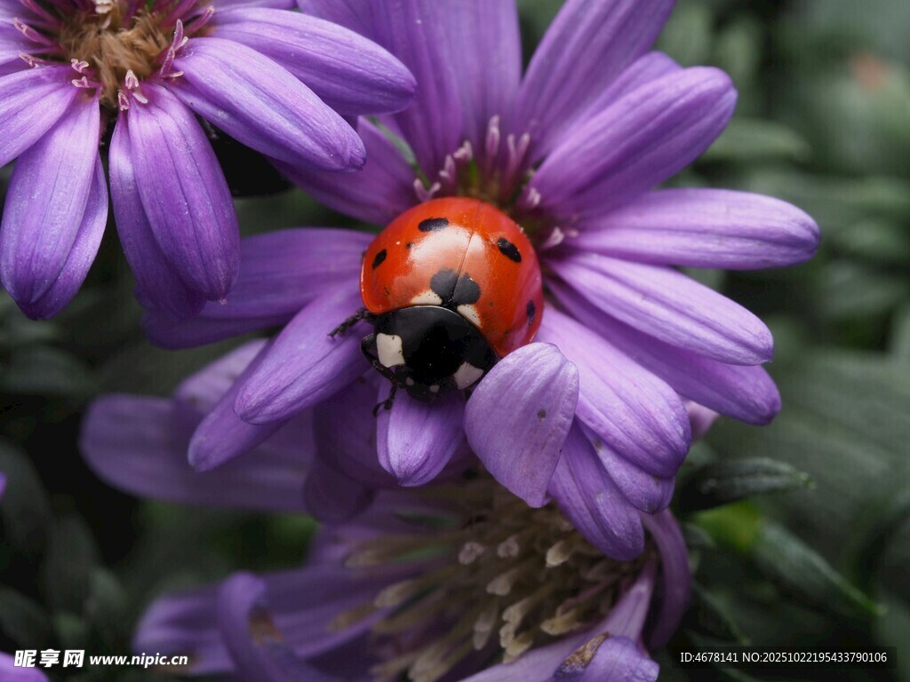 紫花上的瓢虫