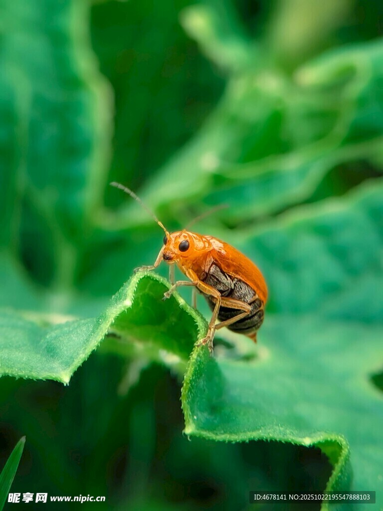绿叶上的橙色甲虫