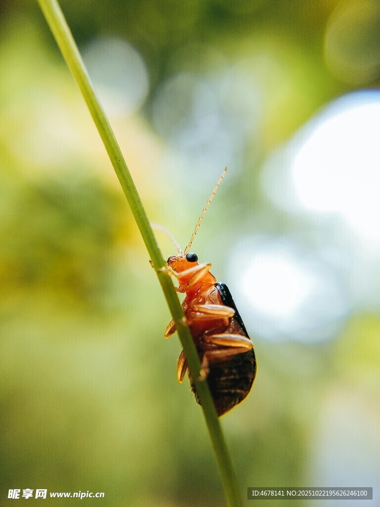 绿叶上的多彩甲虫