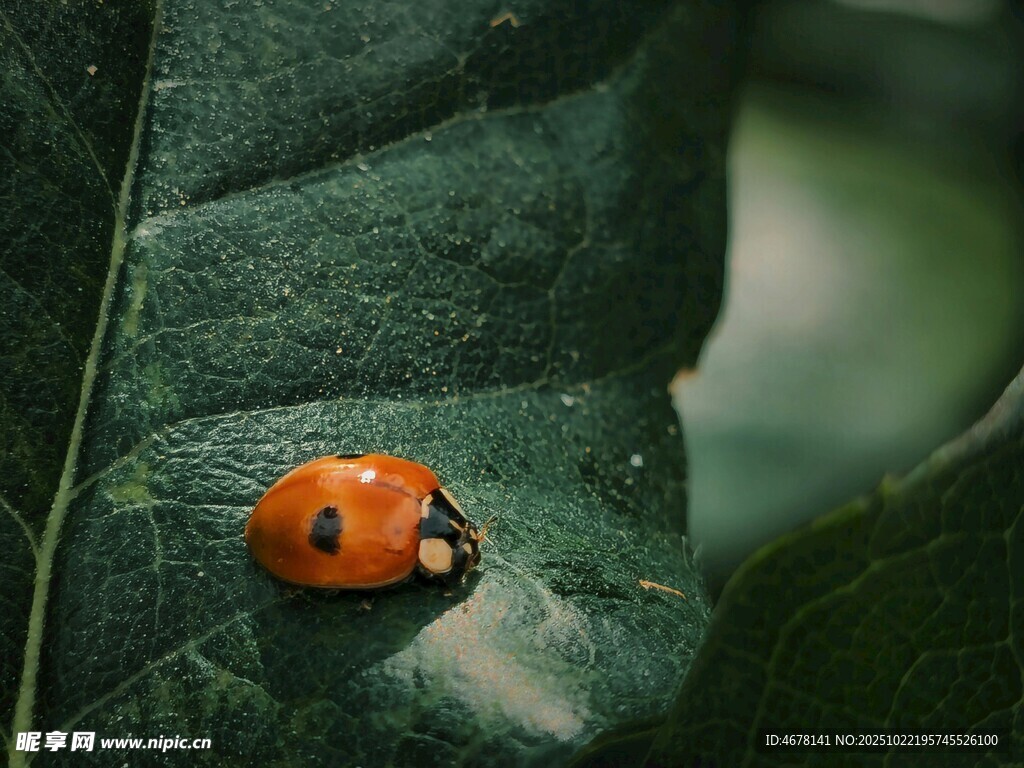 绿叶上的橙色瓢虫