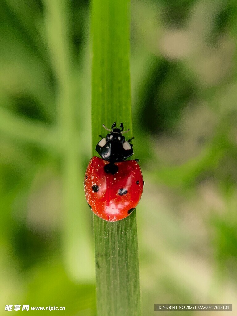 绿叶上的红色瓢虫
