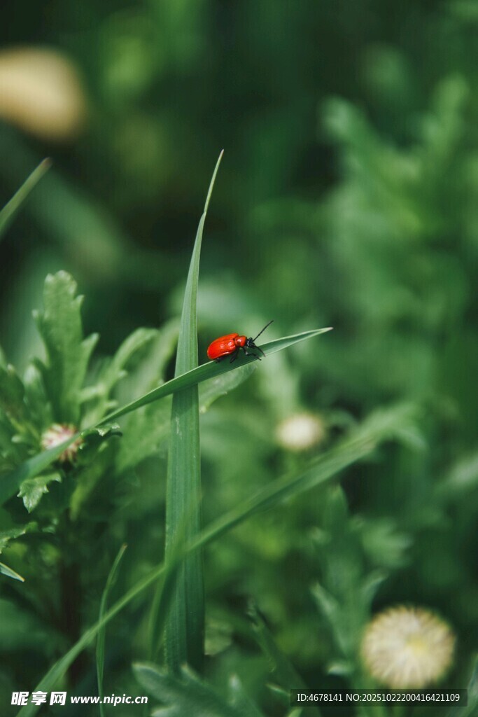 草丛中的红黑相间小甲虫
