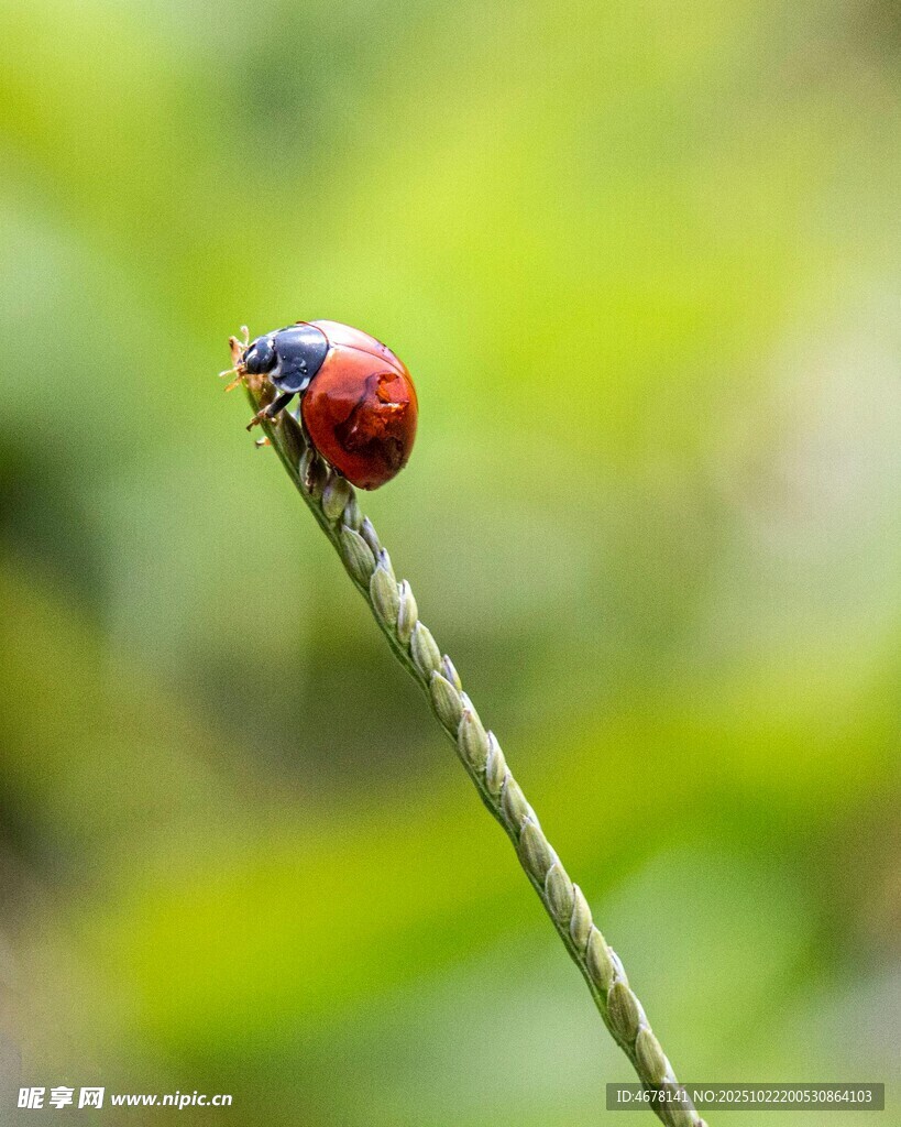 瓢虫栖息于草茎上