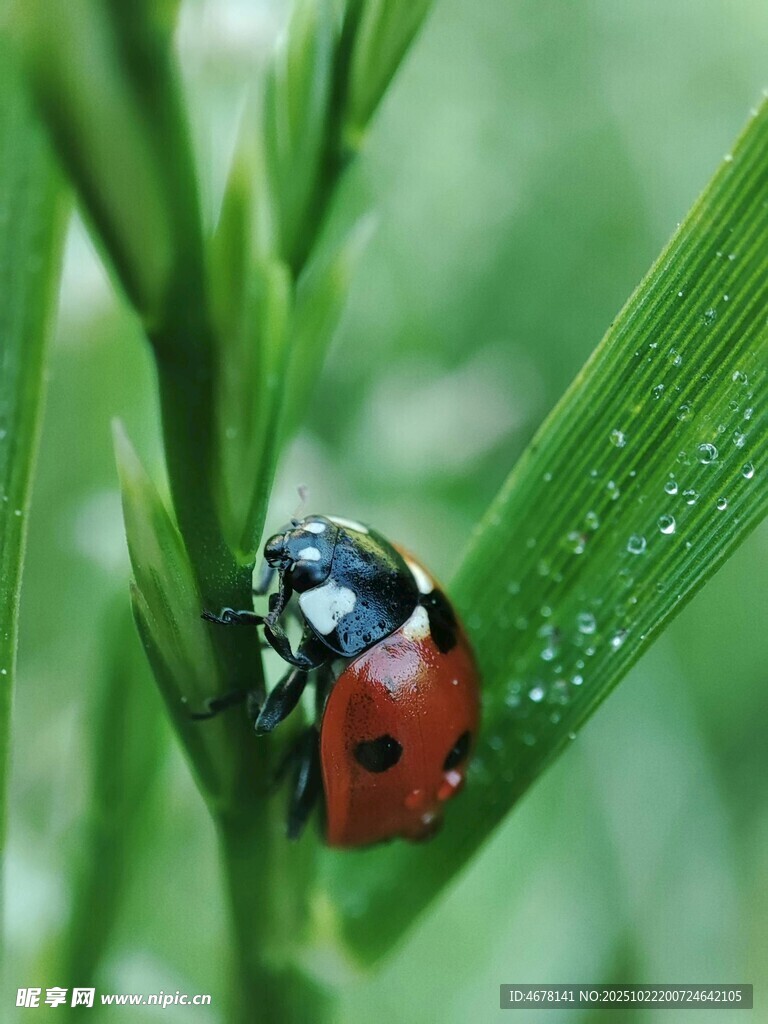 绿叶上的瓢虫
