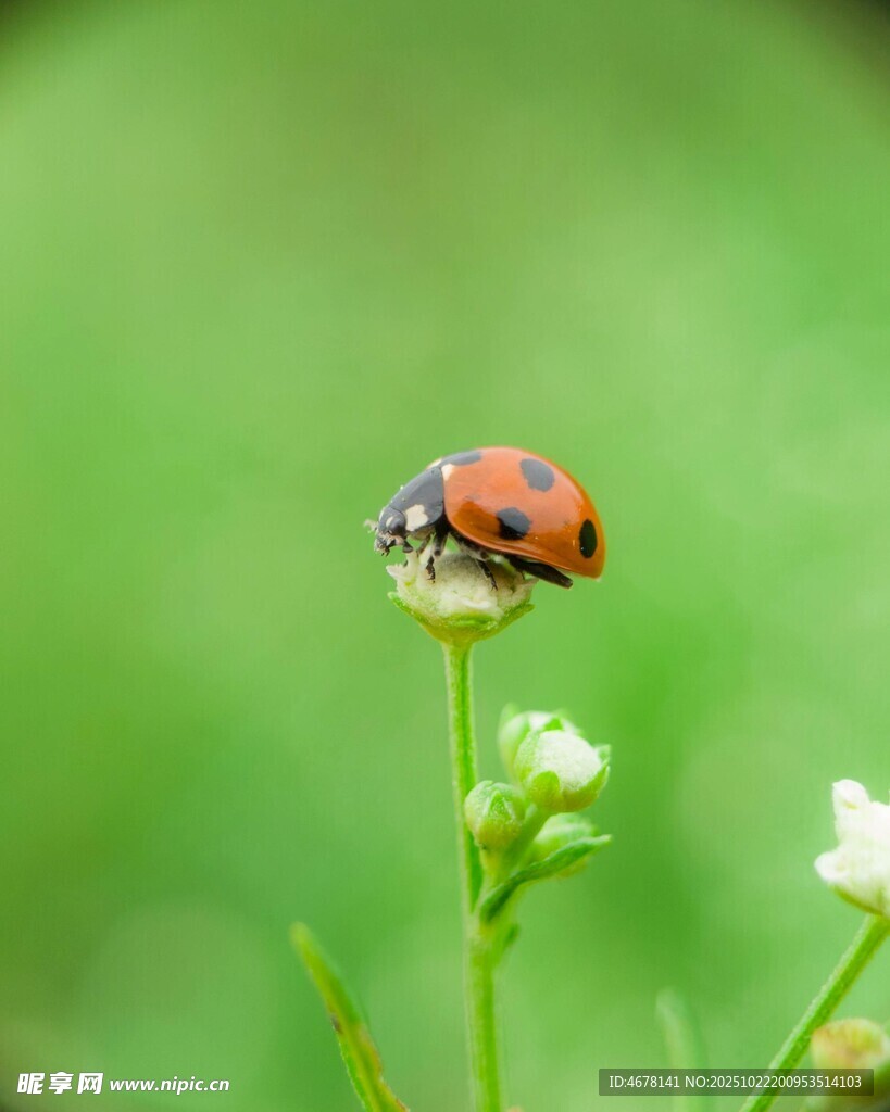 瓢虫停驻于嫩绿植物上
