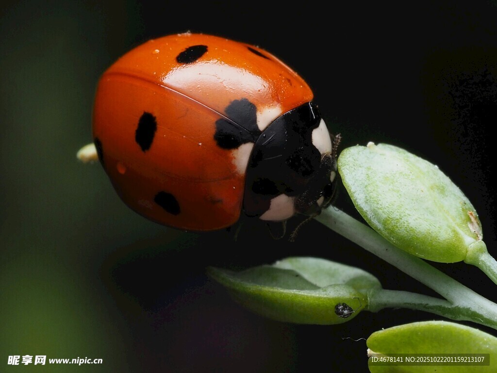 瓢虫停在嫩绿植物上