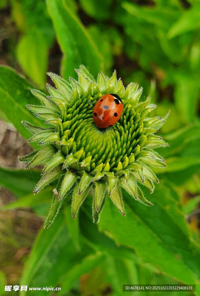 瓢虫栖于绿色花朵之上