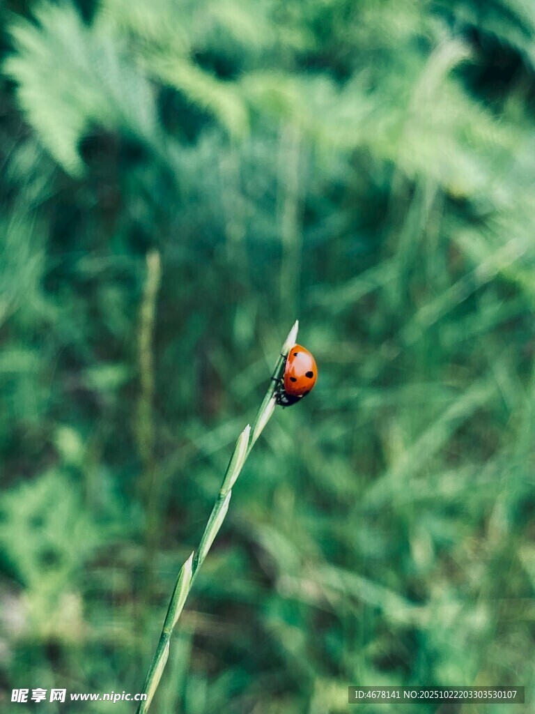 草尖上的红色瓢虫