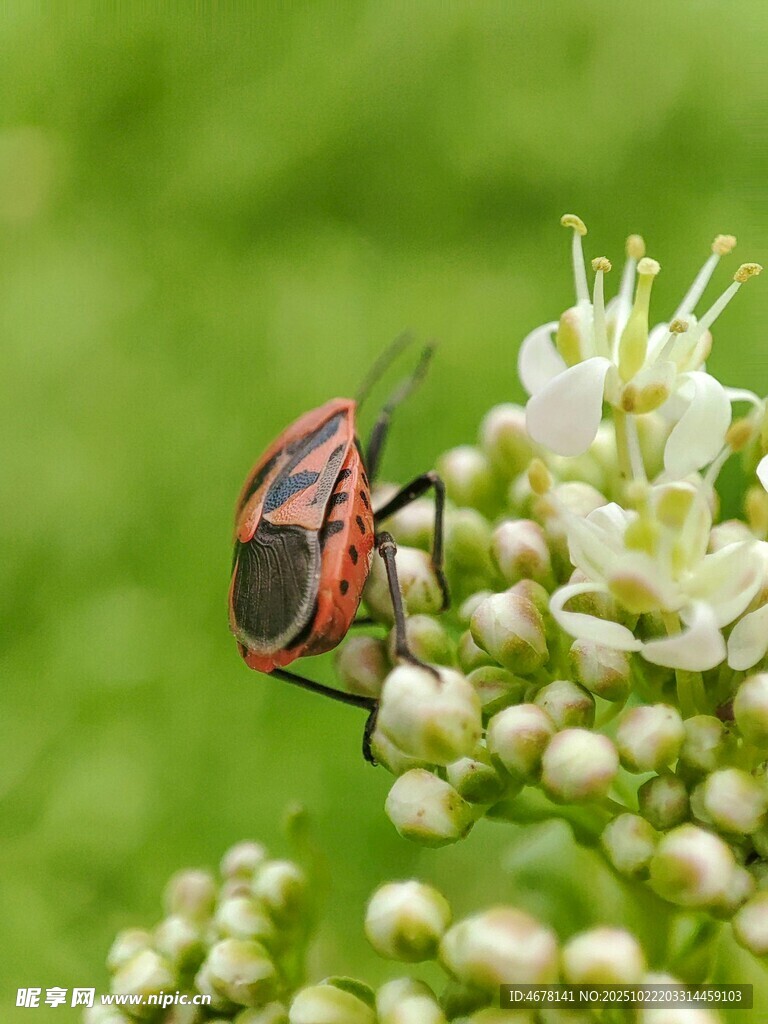 红黑昆虫栖于白色小花上