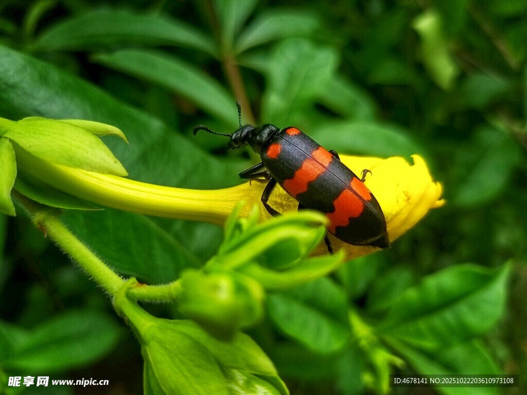 黄花瓣上的红黑相间甲虫