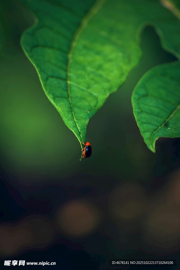 绿叶上的小昆虫