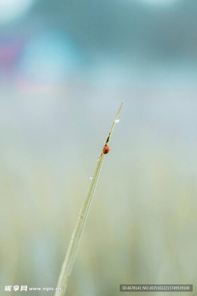 草尖上的小昆虫