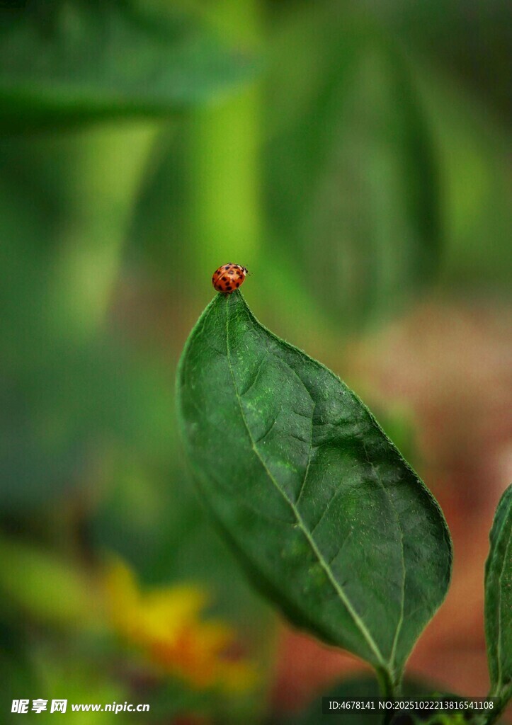 绿叶上的红色小昆虫