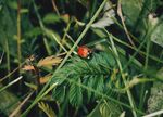 草丛中的瓢虫与绿植