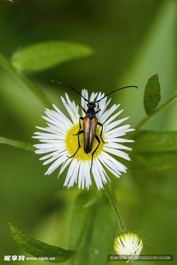 蜜蜂停留在白色小花上