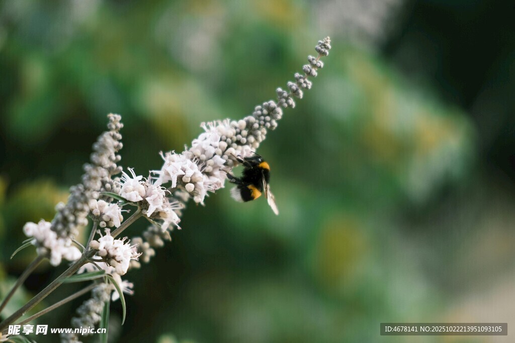 蜜蜂采蜜于白色花枝间