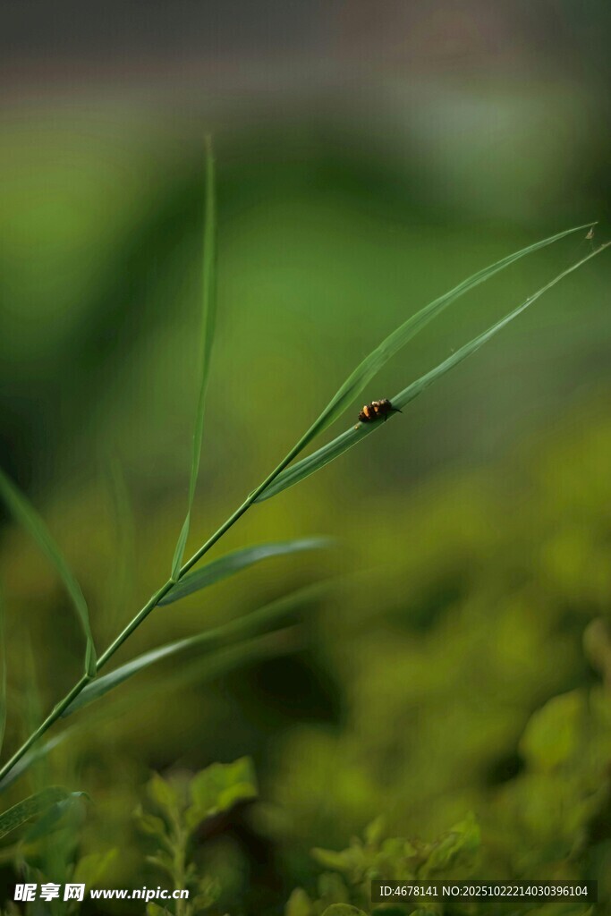 嫩绿草叶上的黑色小昆虫