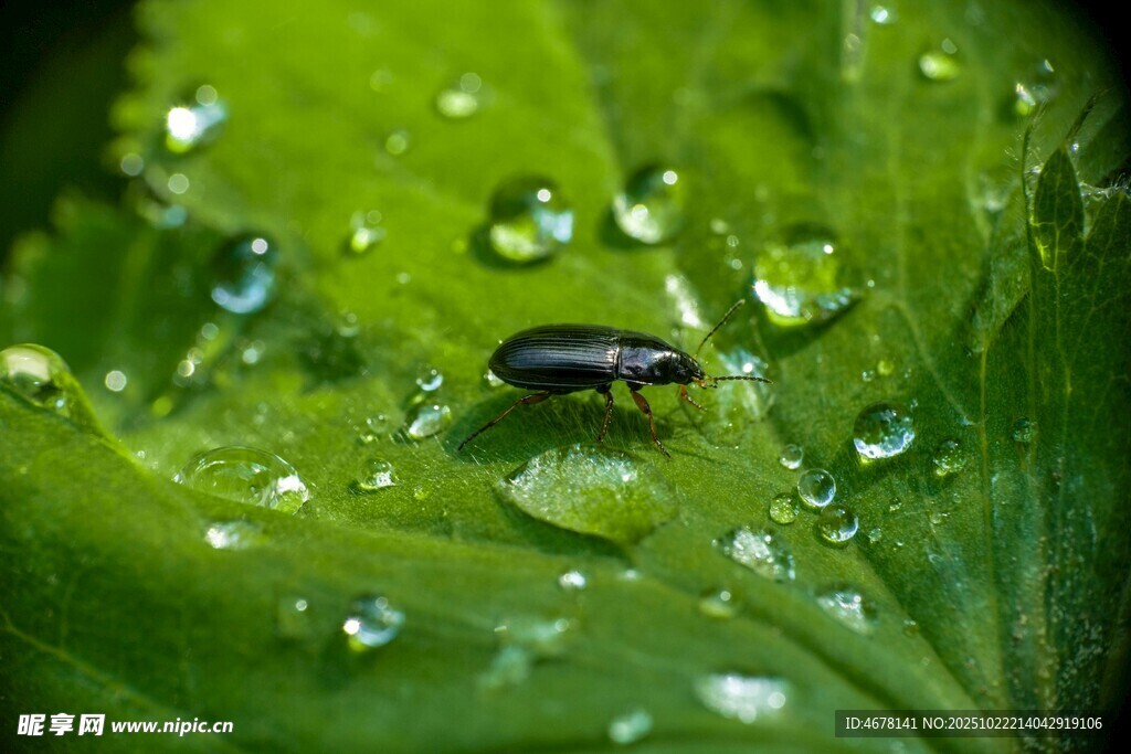 绿叶上的甲虫与水珠