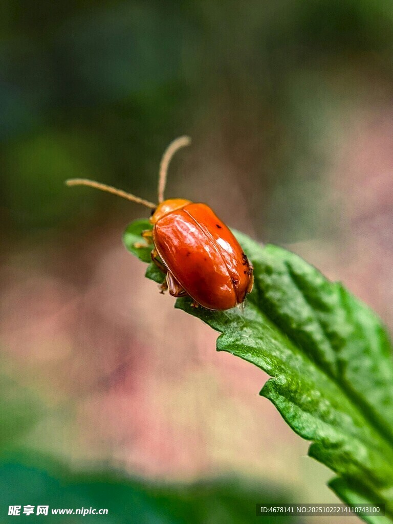 红甲虫栖息于绿叶之上