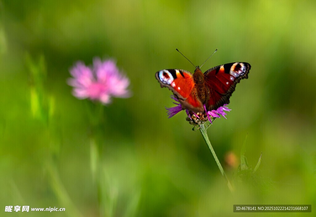 蝴蝶停驻于粉色小花上
