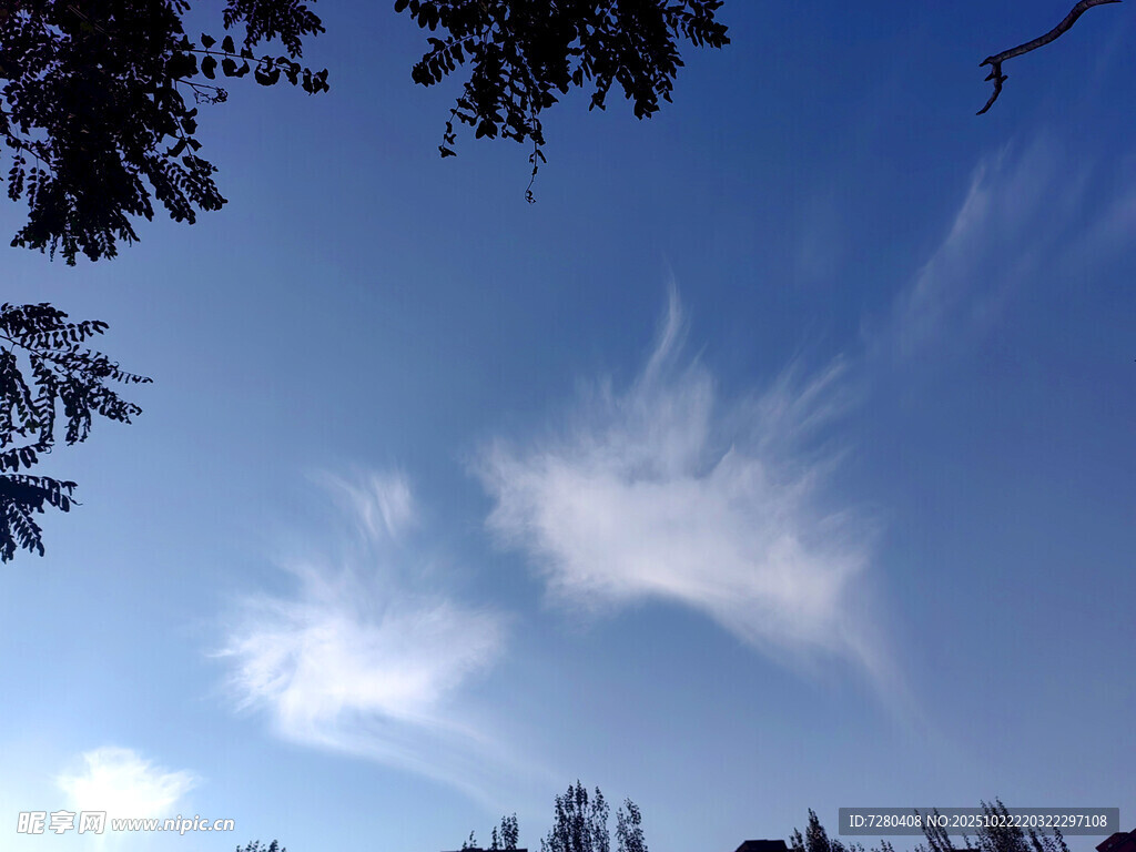 仰望蓝天与树梢的美景