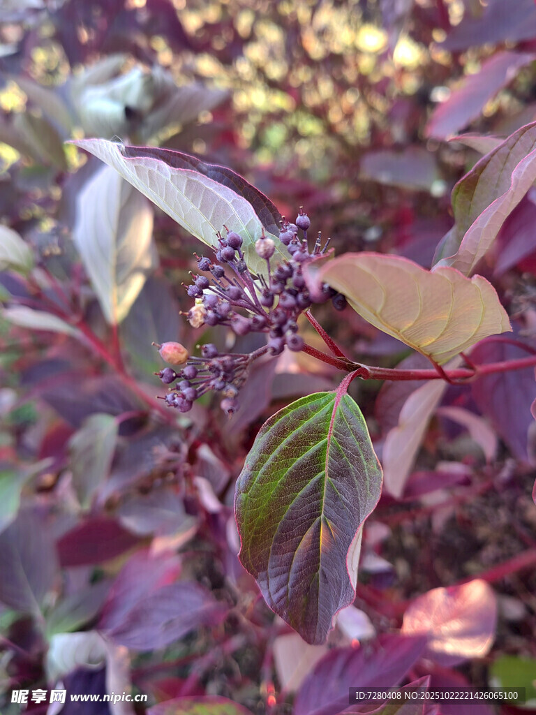 紫叶植物特写