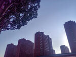 城市高楼与树梢的黄昏景