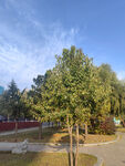 公园绿树蓝天美景
