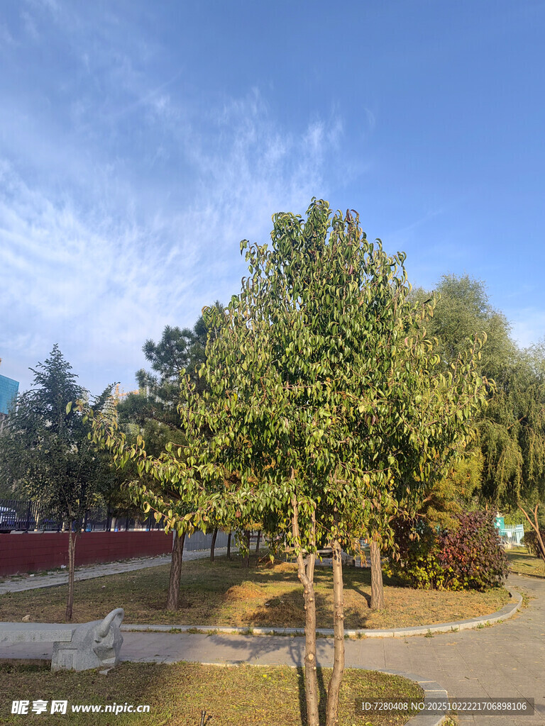 公园绿树蓝天美景
