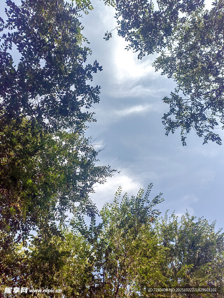 仰视林间天空的绿意