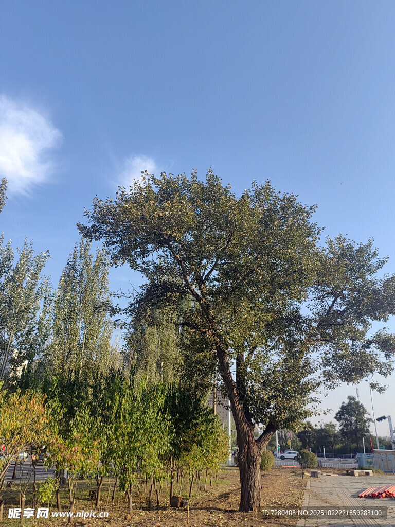 户外挺拔树木与蓝天景象