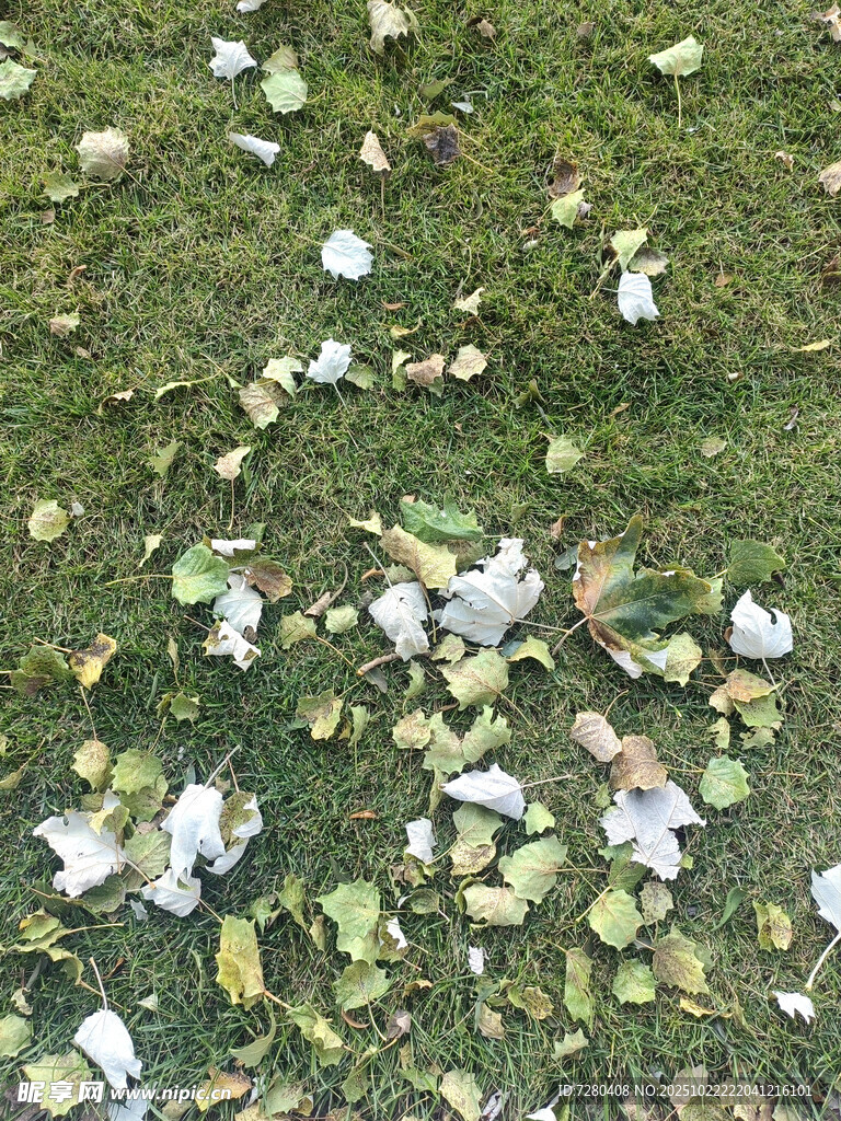草地上散落的白色花瓣